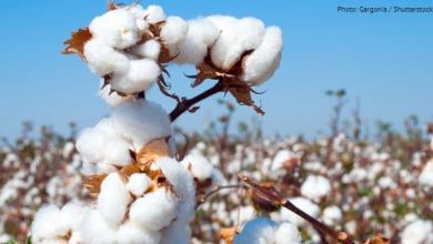 3_22_cotton