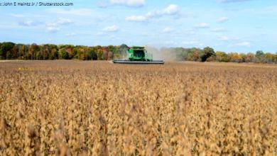 3_8_soybeans