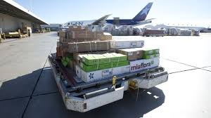 flowers after unloading at miami international airport. photo courtesy of usa today