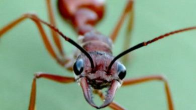 7_5_ant