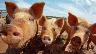 farm agriculture exports pork